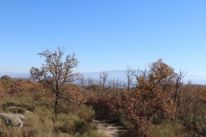 along the camino de las raices