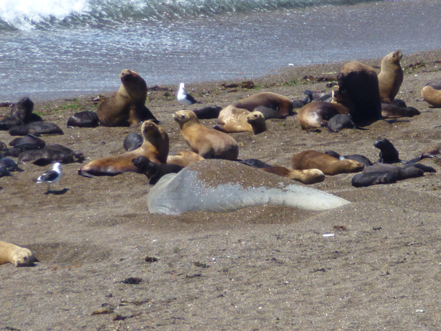 elefant seal pta Norte Penisula Valdes