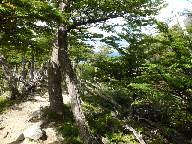 trail to lookout glacier francés
