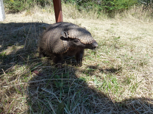 armadillo that ate my oatmeal