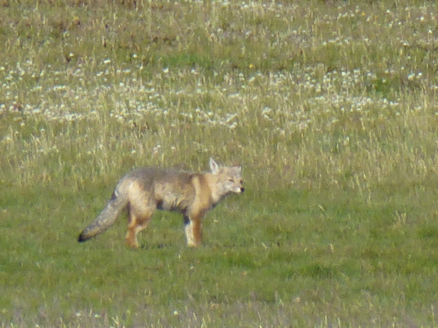 fox on my way to Pta Arenas